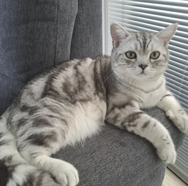 Krytí kocoura Whiskas