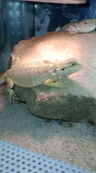 Agama vousatá (Pogona vitticeps)