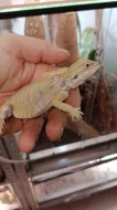 Agama vousatá (Pogona vitticeps)