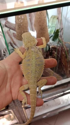 Agama vousatá (Pogona vitticeps)