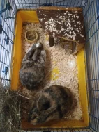 Darujeme dva zakrslé králíčky