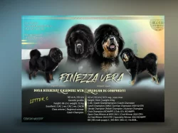 Tibetská doga - Štěňátka s průkazem původu