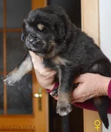 Tibetská doga - Štěňátka s průkazem původu