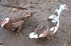 Kachna pižmová kolínsko