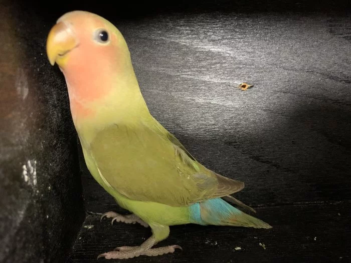 Agapornis růžohrdlý