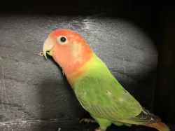 Agapornis růžohrdlý
