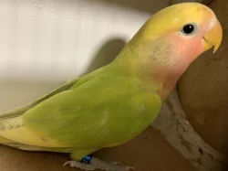 Agapornis růžohrdlý