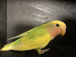 Agapornis růžohrdlý
