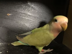 Agapornis růžohrdlý