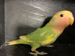 Agapornis růžohrdlý