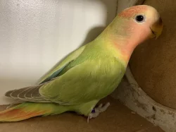 Agapornis růžohrdlý