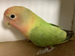 Agapornis růžohrdlý