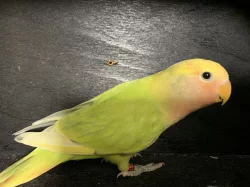 Agapornis růžohrdlý