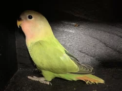 Agapornis růžohrdlý