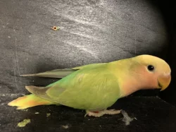 Agapornis růžohrdlý
