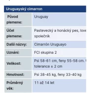 Uruguayský cimarron fena štěně