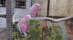 Kakadu růžový a jiné