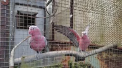 Kakadu růžový a jiné
