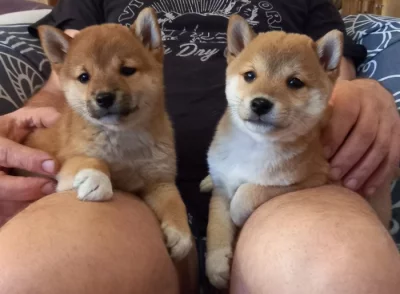 Shiba inu