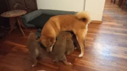 Shiba inu