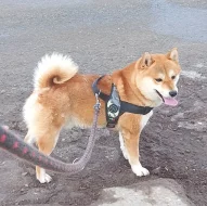 Shiba inu