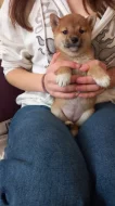 Shiba inu