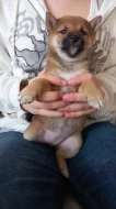 Shiba inu