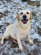 CHLAPÁCI žlutá + smetanová LABRADOR štěňátka s PP