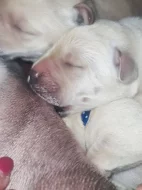 CHLAPÁCI žlutá + smetanová LABRADOR štěňátka s PP