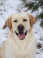 CHLAPÁCI žlutá + smetanová LABRADOR štěňátka s PP