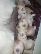 CHLAPÁCI žlutá + smetanová LABRADOR štěňátka s PP