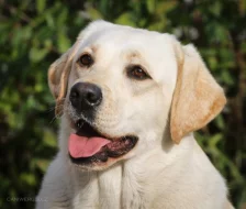 CHLAPÁCI žlutá + smetanová LABRADOR štěňátka s PP
