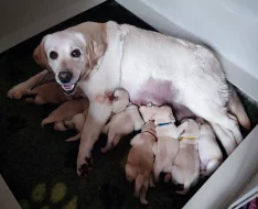CHLAPÁCI žlutá + smetanová LABRADOR štěňátka s PP