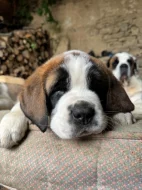 štěňata Svatobernardského psa - Bernardýna s PP