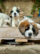 štěňata Svatobernardského psa - Bernardýna s PP