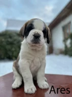 štěňata Svatobernardského psa - Bernardýna s PP