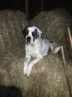 štěňata Svatobernardského psa - Bernardýna s PP