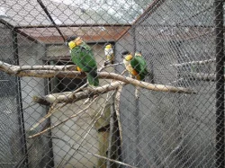 Papoušky královské