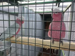 Kakadů růžový samec rok 21 a samec rok 22  s DNA