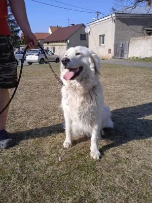 Slovenský čuvač