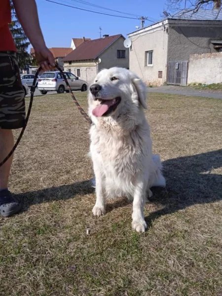 Slovenský čuvač
