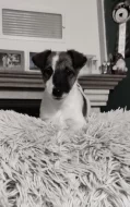 Štěňata foxteriérů hladkosrstých