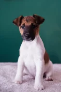 Štěňata foxteriérů hladkosrstých