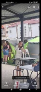 Štěňata foxteriérů hladkosrstých