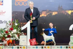 Štěňata foxteriérů hladkosrstých