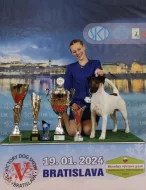 Štěňata foxteriérů hladkosrstých