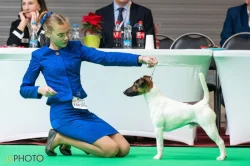 Štěňata foxteriérů hladkosrstých