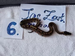 Python regius -krajta královská