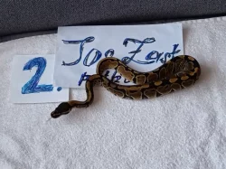 Python regius -krajta královská