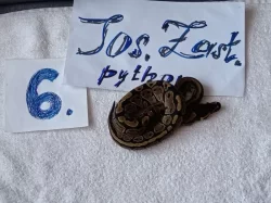 Python regius -krajta královská
